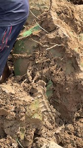 Foxtail palm 😍 | AGP Nursery Farm