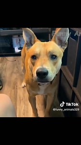 OMG Pets! You can always expect the nexpected | Constative.com