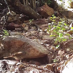 Embracing the wilderness charm: a fox sparrow's serenade in the heart of Providence Mountains State Recreation Area. #WildlifeWednesday Fun fact: Fox Sparrows (Passerella iliaca) are seasonal visitors to the Providence Mountains. They are said to get their name from the reddish hue of their feathers, but their grubbing behavior in search of food is also quite vulpine. | California State Parks