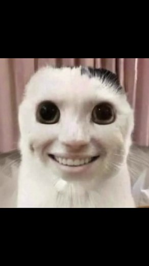 Essayez de ne pas sourire avec des chats drôles