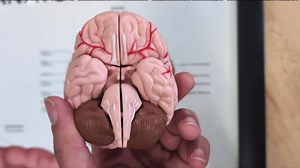 Anatomy Lab Nervous System and Brain Anatomy Poster Set - 2 PACK LAMINATED, 17.3 x 22.5 Inches, Anatomical Charts for Education Learning and Students Anatomy Posters Set