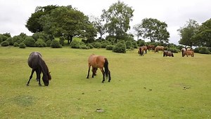 Ponies Lyndhurst New Forest Hampshire England: стоковое видео (без лицензионных платежей), 6583196 | Shutterstock