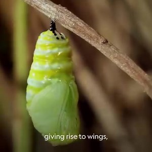 🦋 In just two weeks, this caterpillar undertakes a remarkable metamorphosis, eventually taking flight as a majestic monarch butterfly 🦋 | Ricky Mendez Daposala