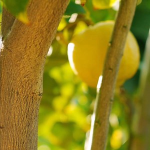 Bright and tangy, the citrusy spark of lemons immediately brings to mind warmer days ahead. Embrace this summertime feeling with our Avalon Organics® Refreshing Lemon Shower Gel and Hand & Body Lotion: https://bit.ly/2HGhT0v | Avalon Organics