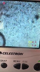 Excuse the puppy squawks, the nursery was a breeding room today - Mila x Primo 💛🖤💛🖤💛🖤💛 if all goes well Puppies arrive June 24th! | Fairfax Pines Labrador Retrievers