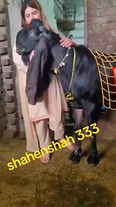 51K views · 2.7K reactions | Huzaifa goat farm Sahiwal Goats Farm | Huzaifa goat farm | Facebook