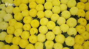 Celebrate summer at RHS Flower Show Tatton Park! 🌻Gardening fun & inspiration 🌻Beautiful blooms 🌻Hands-on workshops 🌻Boutique shopping 🌻Book now & save! | RHS - Royal Horticultural Society