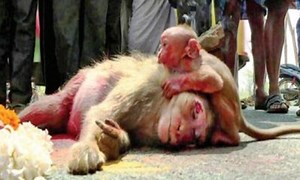 Baby monkey cries over dead mum after she's hit by speeding car