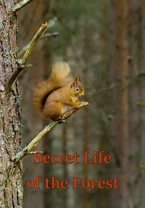 Secret Life of the Forest - streaming online