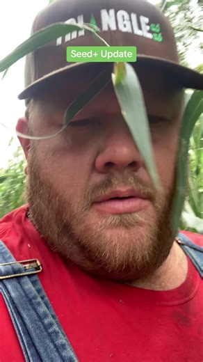 Checking out hailed on corn treated with Seed Graphite #seedpluspartner #seedplusgraphite #farmer #farming #farmtok #farmtokk #northcarolina | Birthdaymonth10
