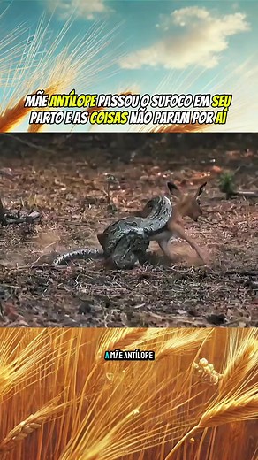 Documentário sobre a Savana e Sobrevivência na Natureza