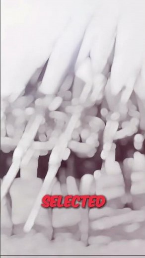 Forced Breeding in Nazi Germany: Unveiling a Dark Chapter in History