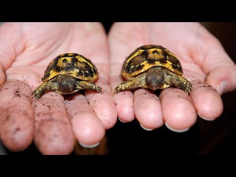 SEPARATING TORTOISE TWINS!