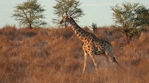 A giraffe (Giraffa camelopardalis) walking in natural habitat, Kalahari desert, South Africa