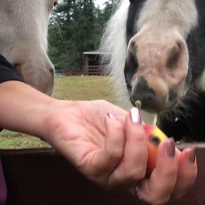 85 reactions · 15 comments | Pocket apples  for pocket ponies. #smalleststallion #minihorses #apples | Einstein the Smallest Stallion | Facebook