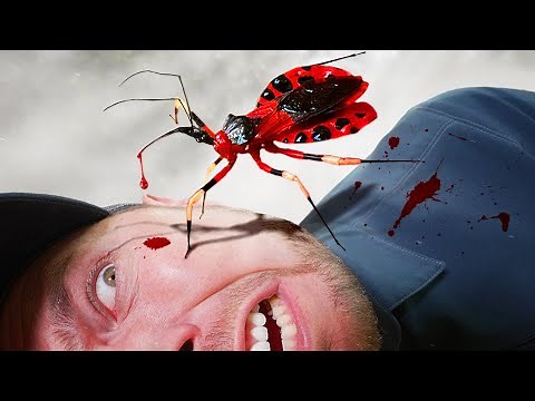 Bitten by an Assassin Bug!