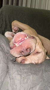 1.7K reactions · 14 shares | Nice meeting you guys sa ako mga furmom sa socmed   I didn’t know daghan kaela nku hihi ✨ loveyou  now Im so tired  #doglife | Rambo & Bambi Ambully | Facebook