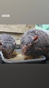 Cute but hairy! Meet the new arrivals at Lakeland Wildlife Oasis. Nessa and Dozer the hairy armadillos, are the proud new parents to twin pups Digger and Dumper. 🥰🍼 | BBC Manchester