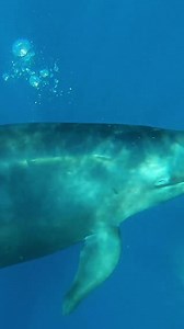 9.4K views · 491 reactions | ⁉️Mieux connaitre la fausse orque⁉️ La...