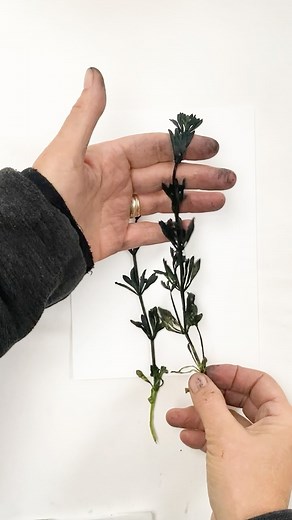 3.5K views · 20 reactions | Monoprinting with Cleavers, I love the...