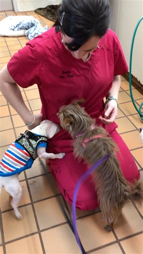 8.7K reactions · 172 shares | If Pocket Diving was an Olympic sport, this tiny deaf blind pink puppy would win gold. #olympics | Piglet, the deaf blind pink puppy. | Facebook