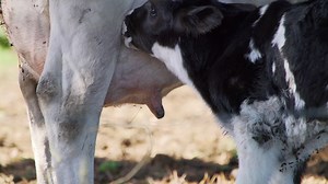 Baby calf nursing from cow Free Stock Video Footage
