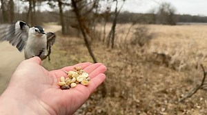 A female Downy Woodpecker and a White-breasted Nuthatch visit for snacks. The Nuthatch does a fly by before landing. In case you are wondering about the background calls, those are Red-winged Blackbirds. | Jocelyn Anderson Photography