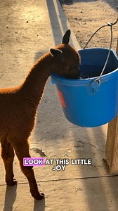 Joy is exploring the water bucket. 🤣🤣 #eagleeyefarm #farmlife #alpaca #animallovers #cuteanimals #alpacas #eagleeyefarmwi #alpacafarm | Eagle Eye Farm