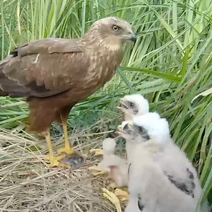 11K views · 217 reactions | Birds of prey. Marsh harrier during breeding season. Bird nest with chicks. | Million Viewer | Facebook