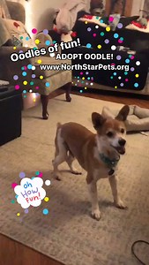 31 reactions | MEET OODLE!  Oodle is a SWEET old man who is close to...