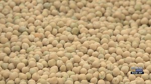 Yellow Peas Growing in Popularity