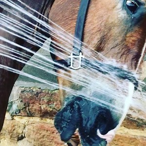 41 reactions | Who’s ready for the hot weekend of horsepulling??  #WHPA #horsepulling #quon #itsgoingtobehot | Wisconsin Horse Pullers Assoc. | Facebook