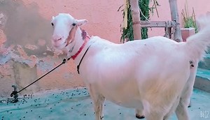 1.5K views · 64 reactions | MASHALLAH ❣ GULABI TADDY FEMALE AGE 6 TEETH LOCATION KARACHI CONTACT THIS NO 0315 0235993 | Baba Goat & Cattle Farm | Facebook