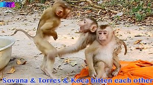More Surprising Chubby Sovana & Torres bitten with Koca each other before take a bath | Pigtail Monkey Daily