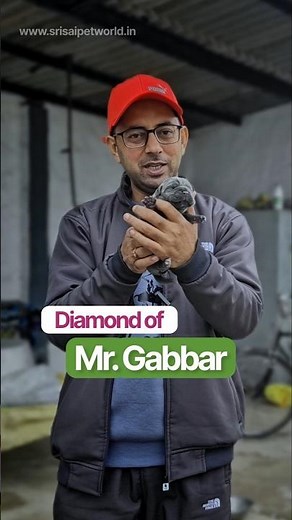 Stunning Blue (Grey) Color Cane Corso Female puppy #CaneCorsoPuppy #ItalianMastiff #DogLoversIndia