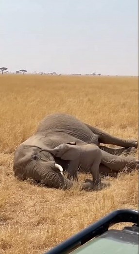 Heartbreaking Moment: Baby Elephant Tries to Wake Its Dead Mother 💔🐘