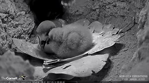 After 6 days alone on the nest, the Bermuda Petrel chick received a return visit from the female to the nesting burrow last night. She's been spending time huddling up next to her chick and providing it with multiple meals (on at least 4 occasions) since her return. It's interesting to note that the adult cahow returned despite it being a full moon phase on Nonsuch Island, when the number of adult visits usually drop off due to their sensitivity to the extra light. It is regular for chicks to sp