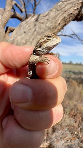 Another juvenile Central Bearded Dragon (Pogona vitticeps) that was released yesterday. Greater Wentworth NSW, Australia. 🖤🧡🖤 | Mick Fullerton Wildlife