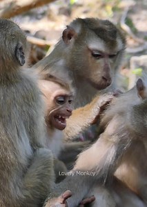 89K views · 1.1K reactions | OMG What Happened on baby monkey leo, cute baby monkey leo crying hungry more drink milk, but mom libby she is not allow. lovely monkey..... | Lovely Monkey | Facebook