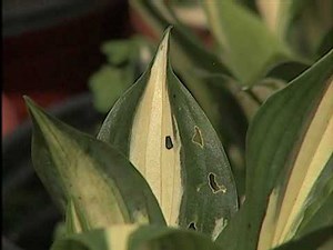 Growing Hosta in Humid Conditions
