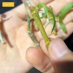 26 reactions | Cara mudah menumbuhkan keiki anggrek dendrobium nobile dengan hitungan cepat !! #anggrek #orchid #plants #gardening #nature #flowers #jangkauanluas #meta #trending #fyp #rikisuwardi | Rico Orchid | Facebook