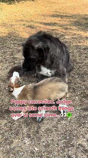 Anatolian Shepherd Puppy Training: Gentle Correction with Slime
