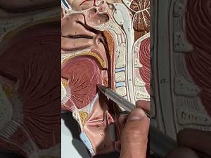 ANATOMÍA DE LA FARINGE PARTE 2