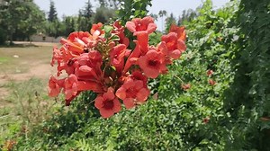 Trompetenrebe oder Trompetenläufer (Campsis radicans), eine: Stockvideos & Filmmaterial (100 % lizenzfrei) 3859111997 | Shutterstock
