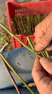 planting rose rootstock | Garden Roses Tahiri