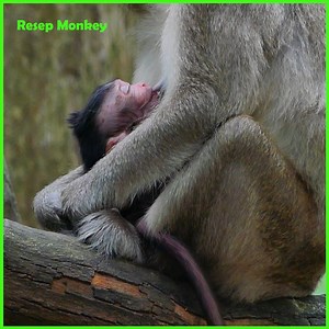 Extremely tiny baby monkey smile asking mommy monkey for milk in morning!! | RESEP Monkey