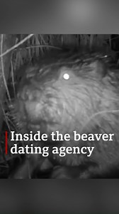 First Dates, beaver-style 😍 This is the cutest video you'll see today as Derbyshire's loved-up rodents get cosy in their new home. https://bbc.in/3rgjZi0 | BBC Nottingham