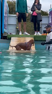 Cockalier Mollie is a super little swimmer 🐾💕💦🇬🇧 | Canine Dip and Dive Maldon