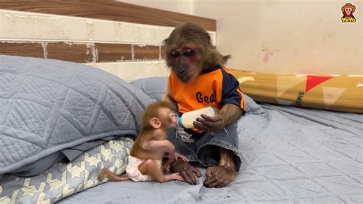 47K views · 1.3K reactions | Monkey YoYo JR protects Monkey baby Yumy from electricity and get milk for her #monkey #MonkeyYoyo | Monkey YoYo Jr | Facebook