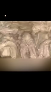 Mummified Reptilian #reptilian #alien #nephilim #fallenangel #fyp. | Frank K